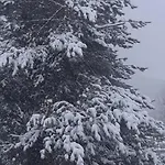 Rodopi *