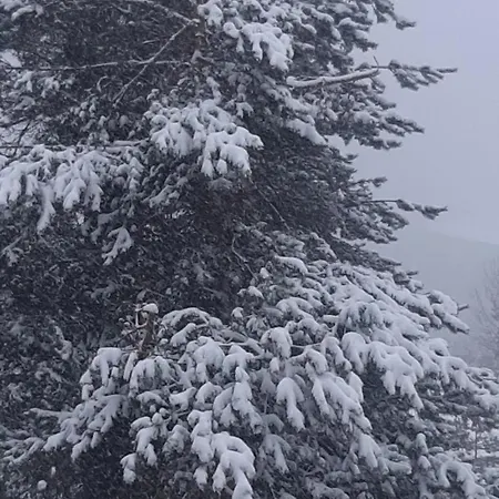 Rodopi *